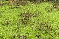 IMG_1452