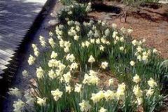 flower0029